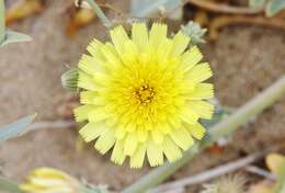 Image of sowthistle desertdandelion