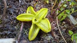 Pinguicula chilensis Clos的圖片