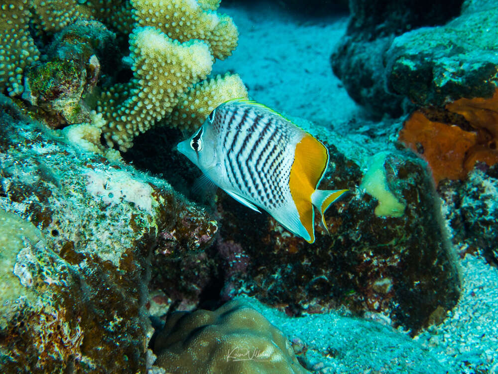 Image of Indian Ocean Chevron Butterflyfish