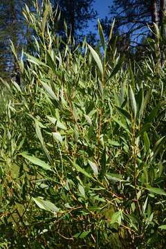 Image of Lemmon's willow