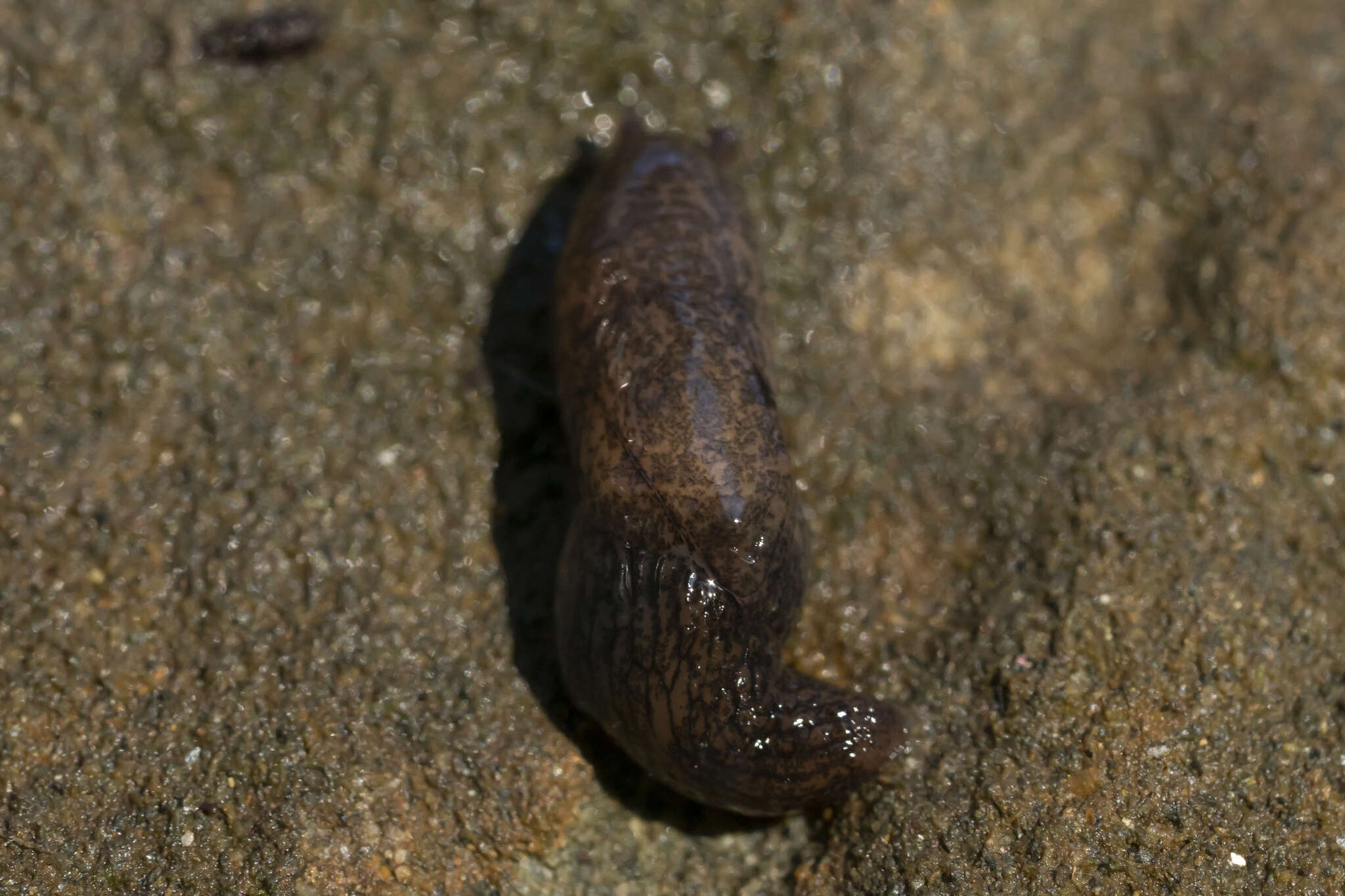 Image of Deroceras neuteboomi Forcart 1972