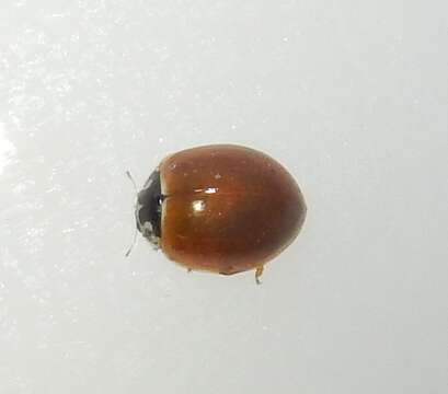 Image of Spotless Lady Beetles