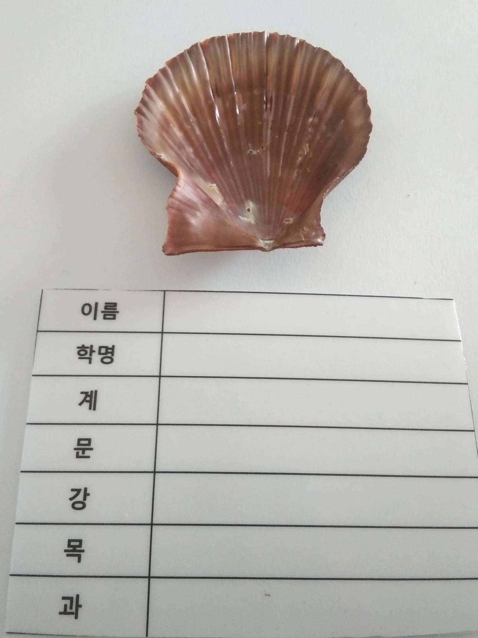 Azumapecten farreri (Jones & Preston 1904) resmi