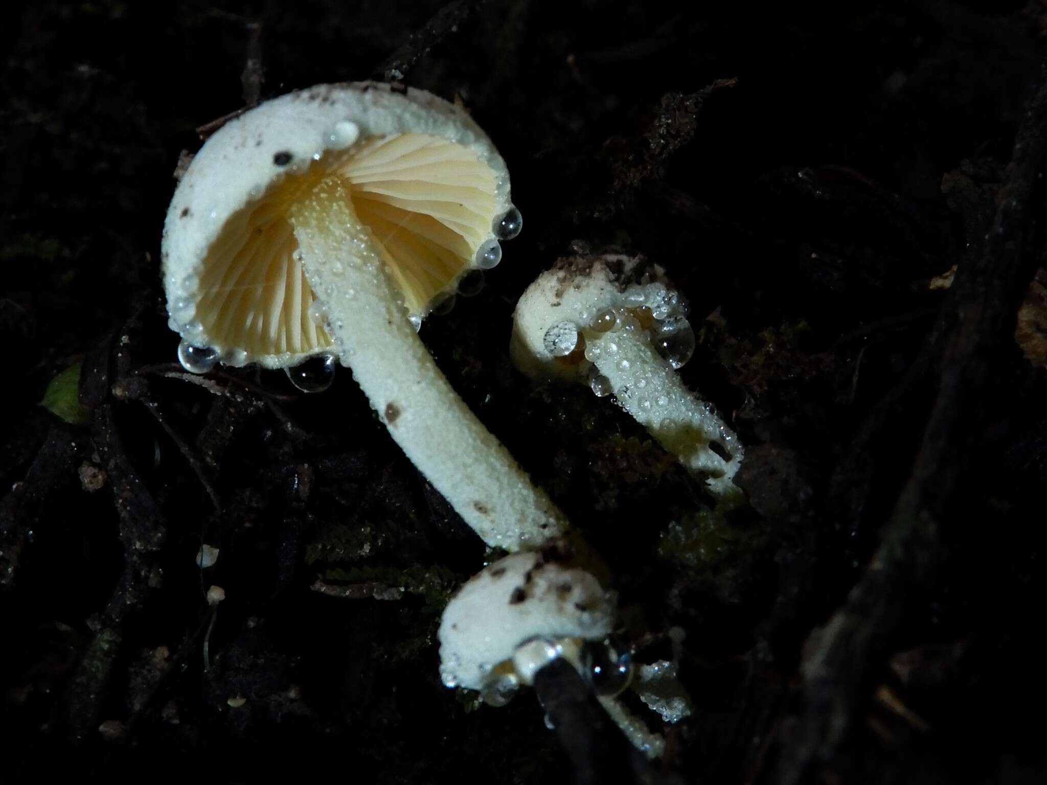 Image of Hygrophorus involutus G. Stev. 1963