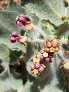 Imagem de Asclepias californica subsp. greenei Woods.