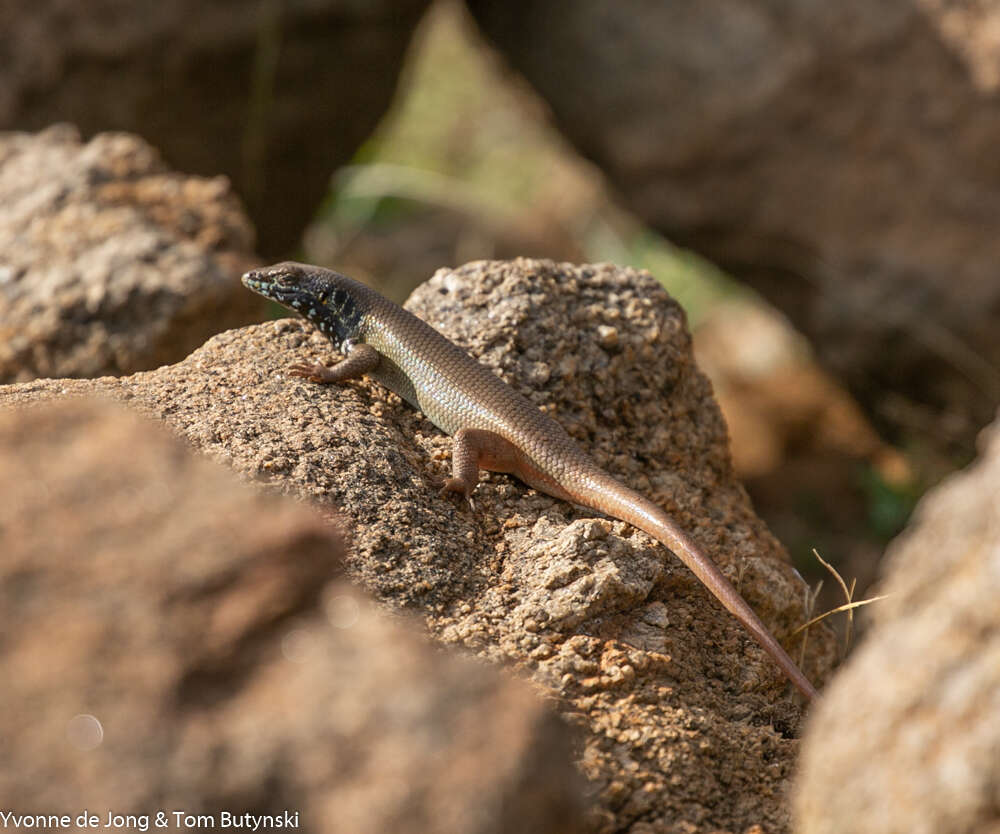 Image of African Five-lined Skink