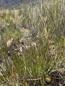 Image of Protea revoluta R. Br.