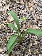 Sivun Veratrum hybridum (Walter) J. H. Zimmerman ex Zomlefer kuva