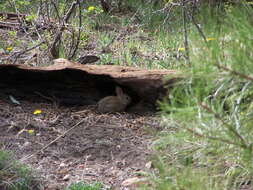 Image of Mountain Cottontail