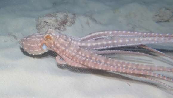 Image of night octopus