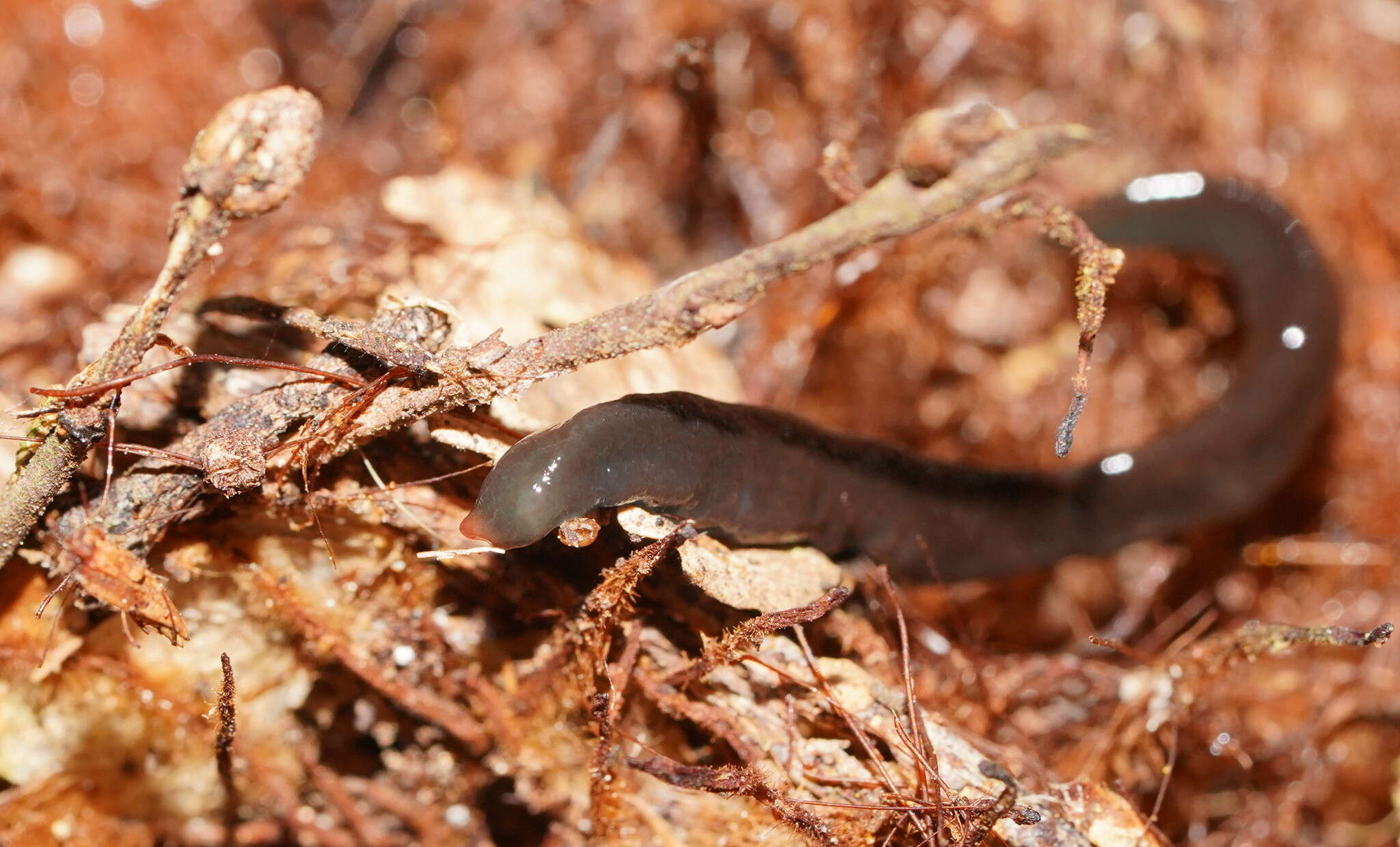 Image of Caenoplana spenceri Dendy 1889