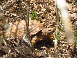 Image of Chilean Tortoise