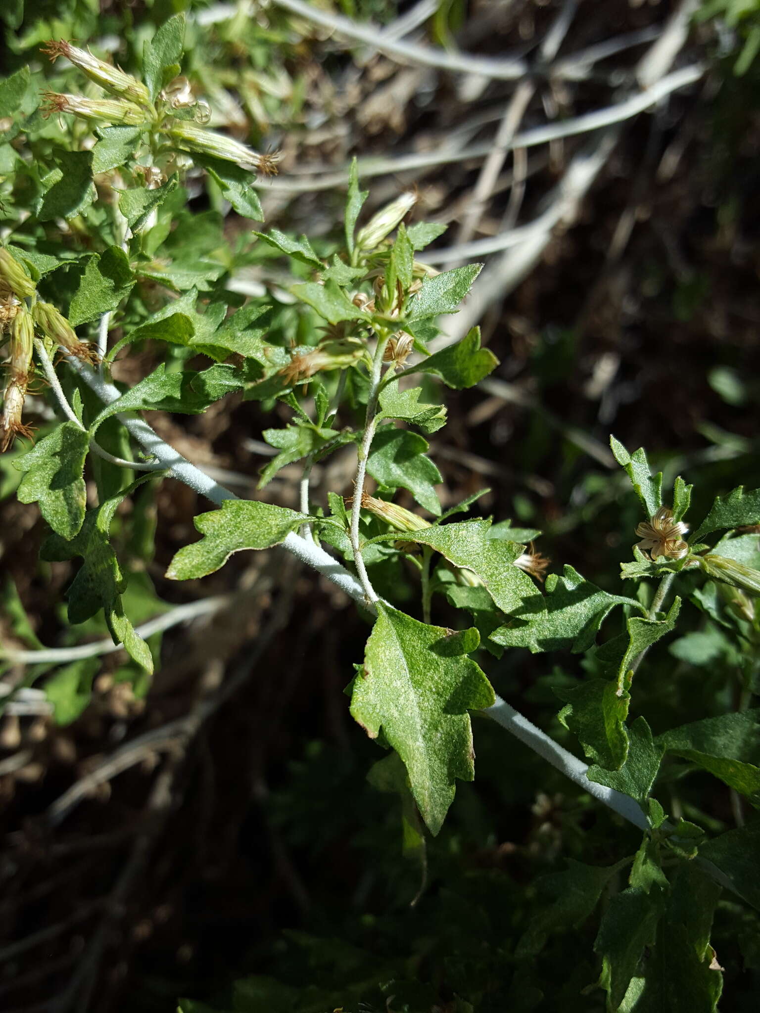 Слика од Brickellia laciniata A. Gray