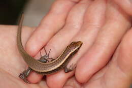 Image of Madagascar Girdled Lizard