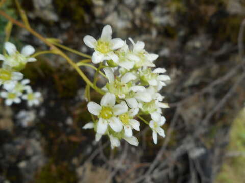 Sivun Saxifraga crustata Vest kuva