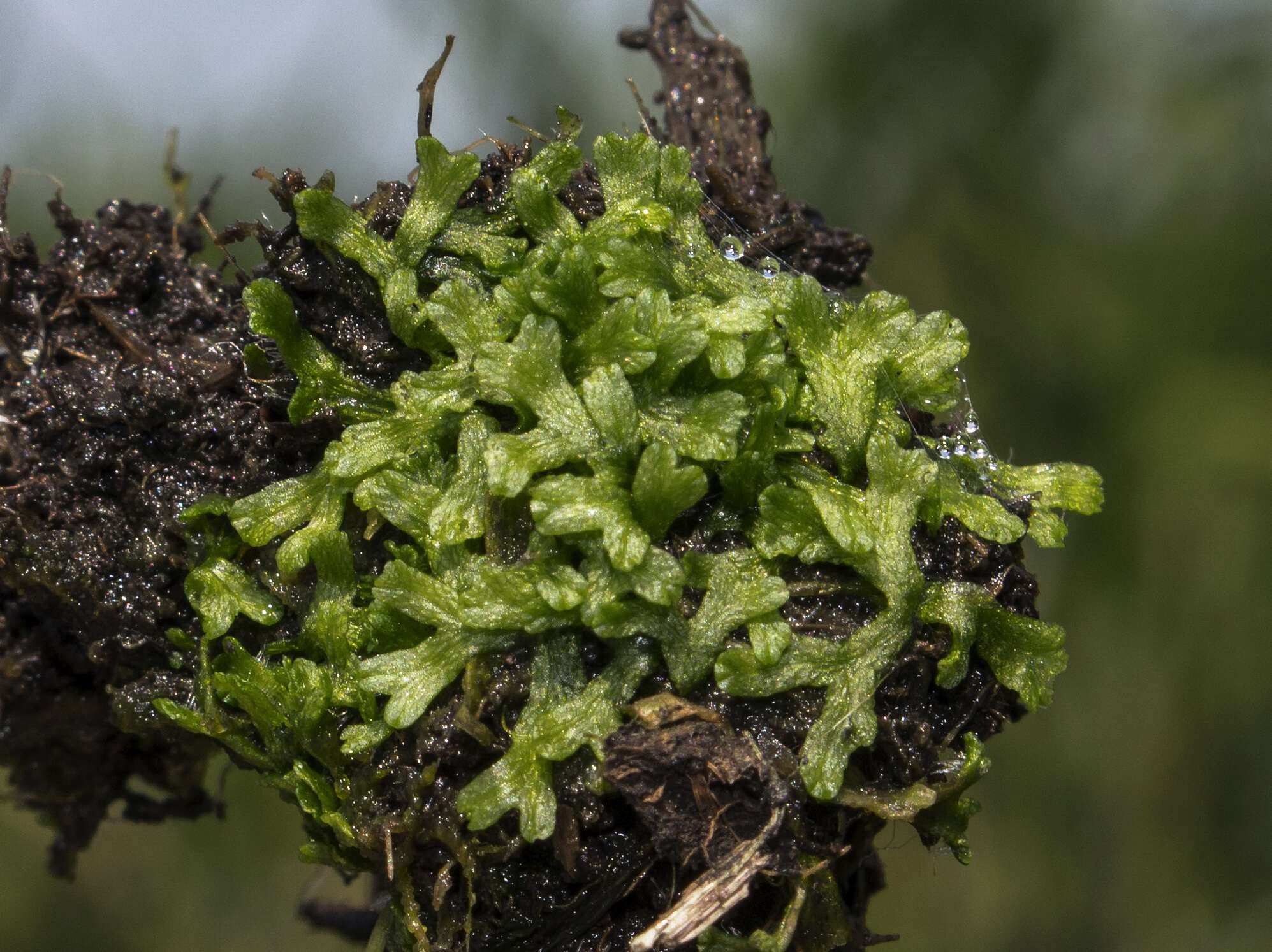 Image of Crystalwort