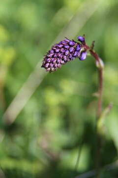 Image de Wulfenia