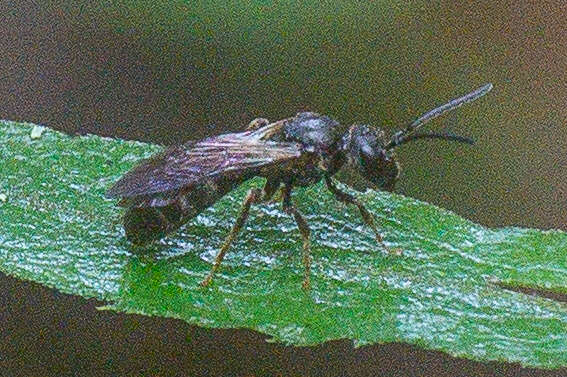 Lasioglossum fuscipenne (Smith 1853) resmi