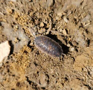 Image of Porcellio orarum Verhoeff 1910