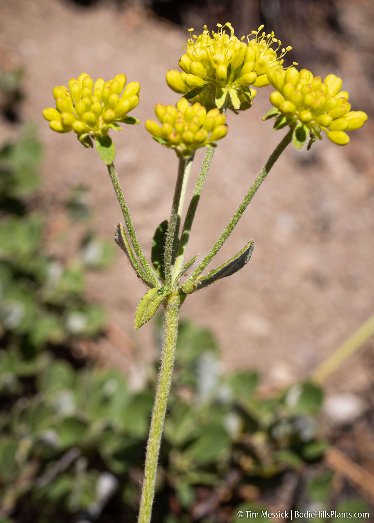 Image of sulphur-flower buckwheat