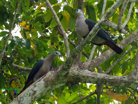 Image of Pacific Imperial Pigeon