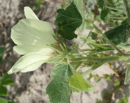 Image of Pavonia senegalensis (Cav.) Leistn.