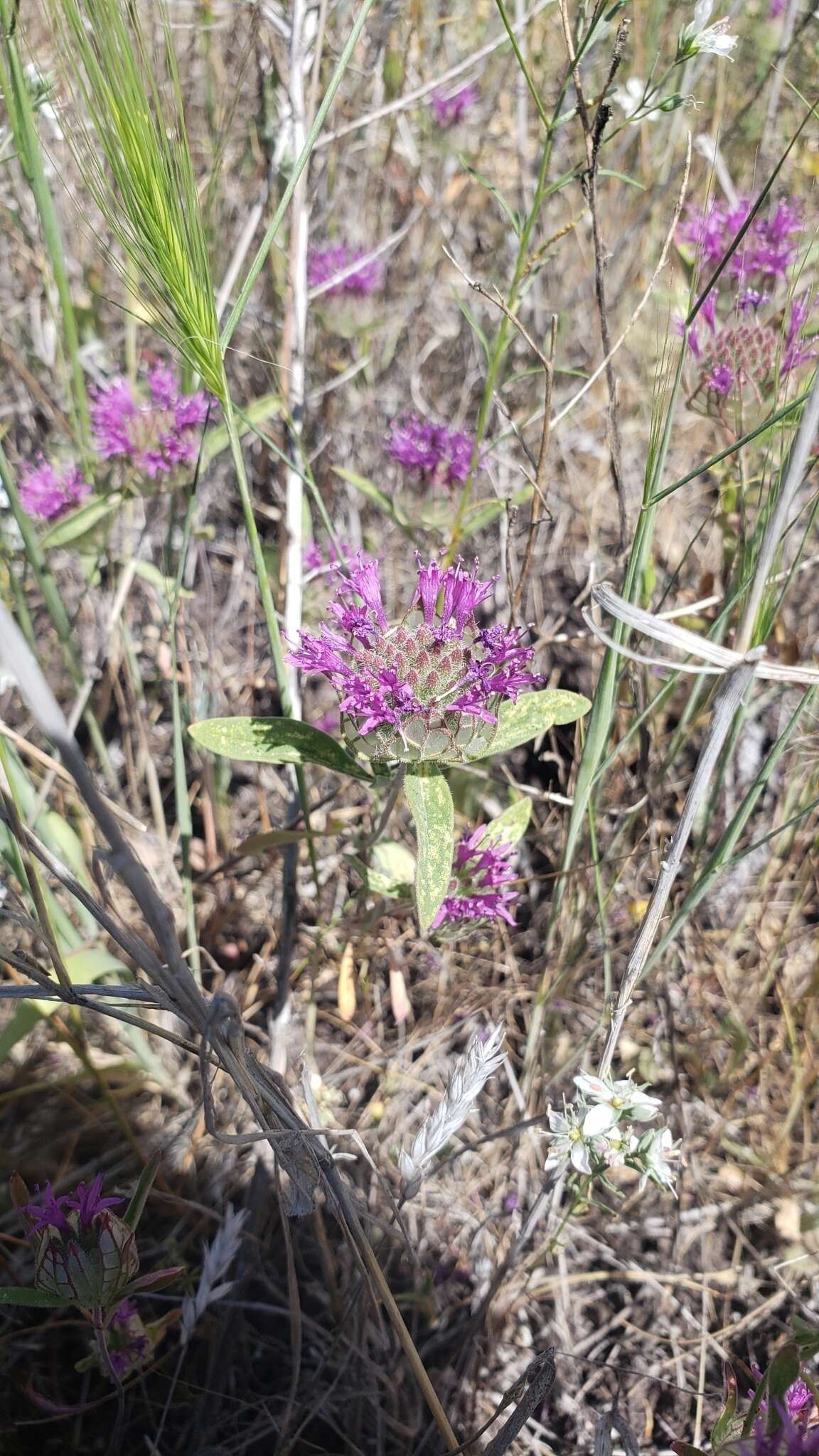 Image of veiny monardella