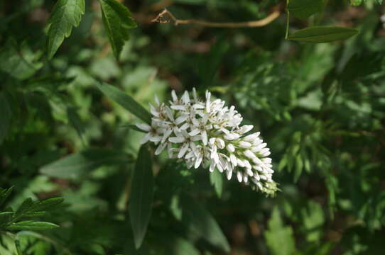 Lysimachia barystachys Bunge resmi