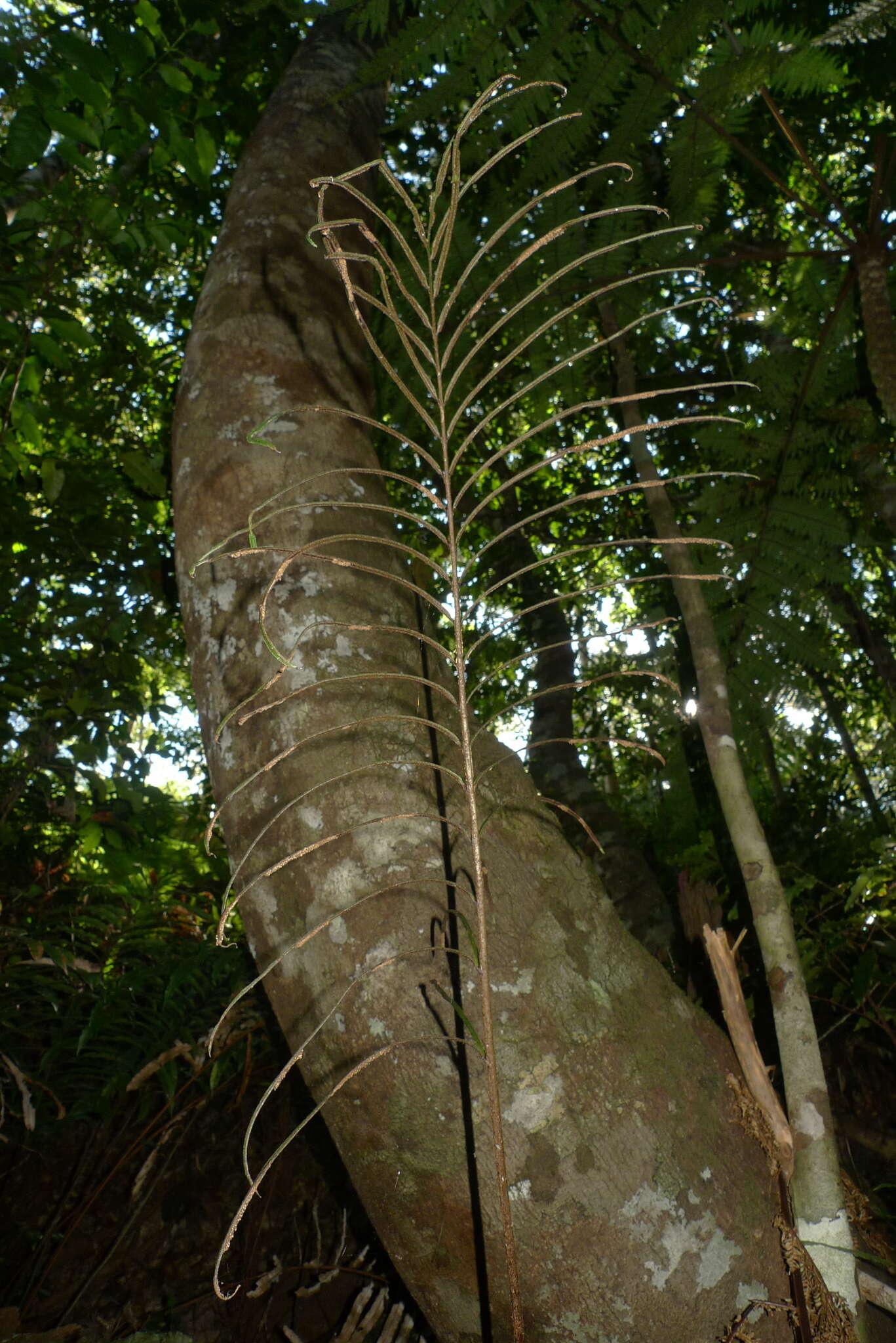 Image de Parablechnum chauliodontum (Copel.) Gasper & Salino