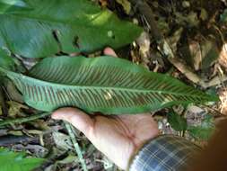 Image of Asplenium balansae (Bak.) Sylvestre