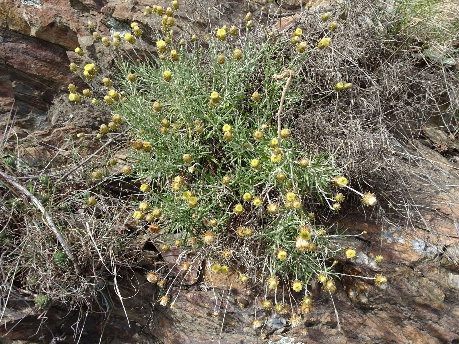 Image of Phagnalon saxatile (L.) Cass.