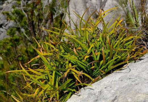 Image of Capeobolus brevicaulis (C. B. Clarke) Browning