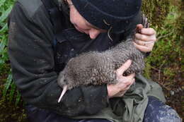 Image of Great Spotted Kiwi