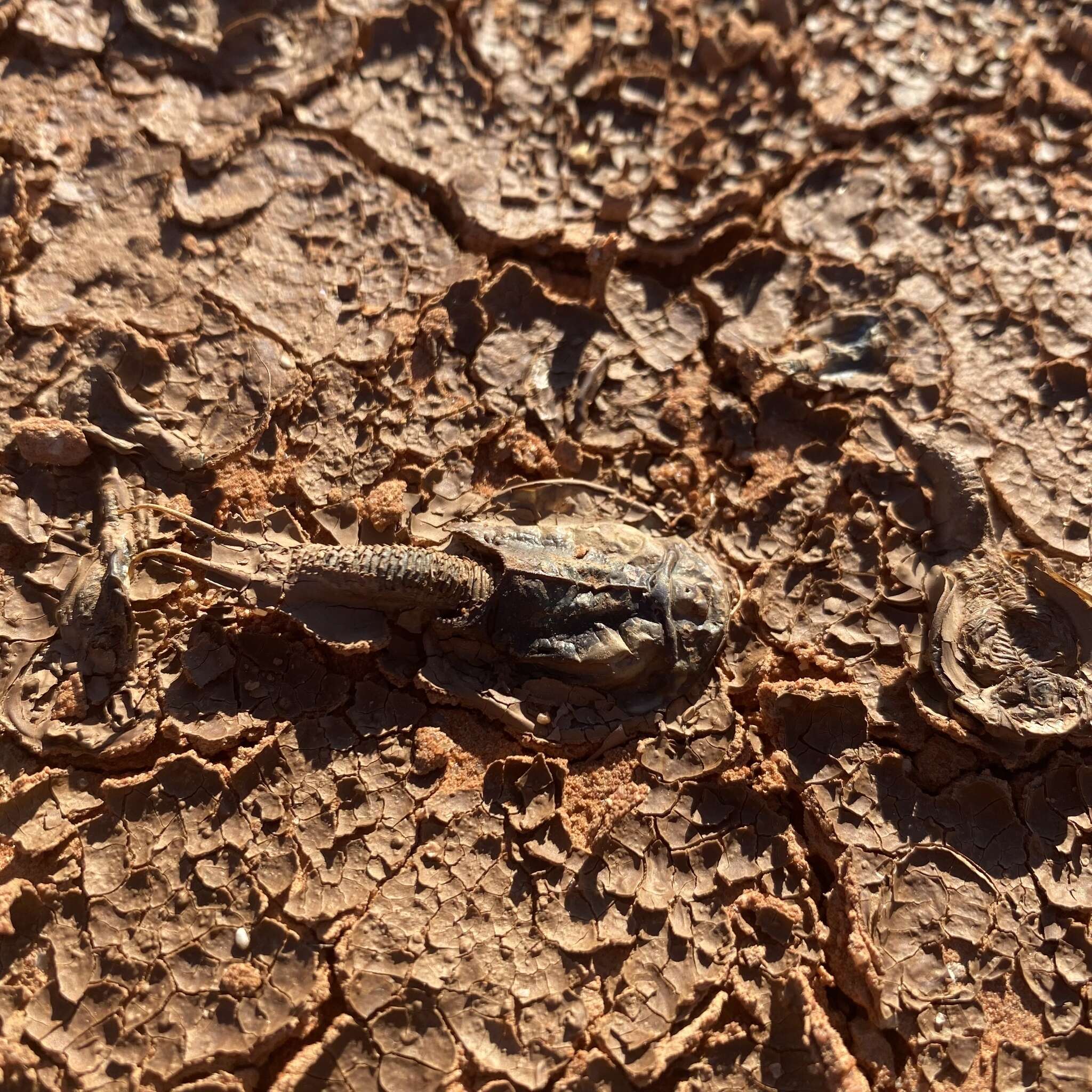 Sivun Triops australiensis (Spencer & Hall 1896) kuva