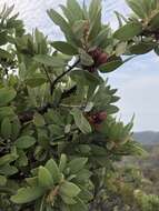 Imagem de Arctostaphylos glandulosa subsp. mollis (J. E. Adams) P. V. Wells