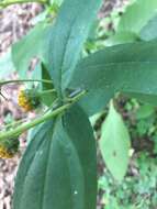 Image of Pale-Leaf Woodland Sunflower