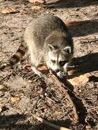 Image of Florida Raccoon