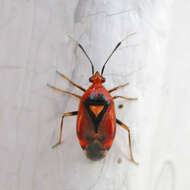 Image of Deraeocoris olivaceus (Fabricius 1777)