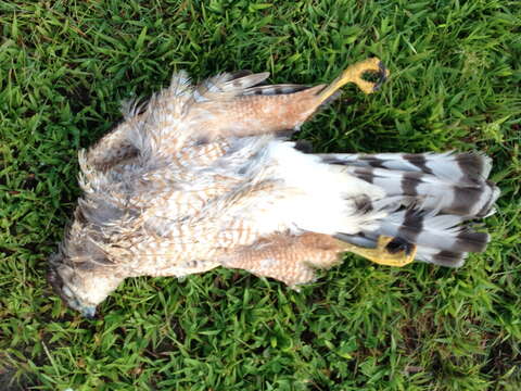 Image of Cooper's Hawk