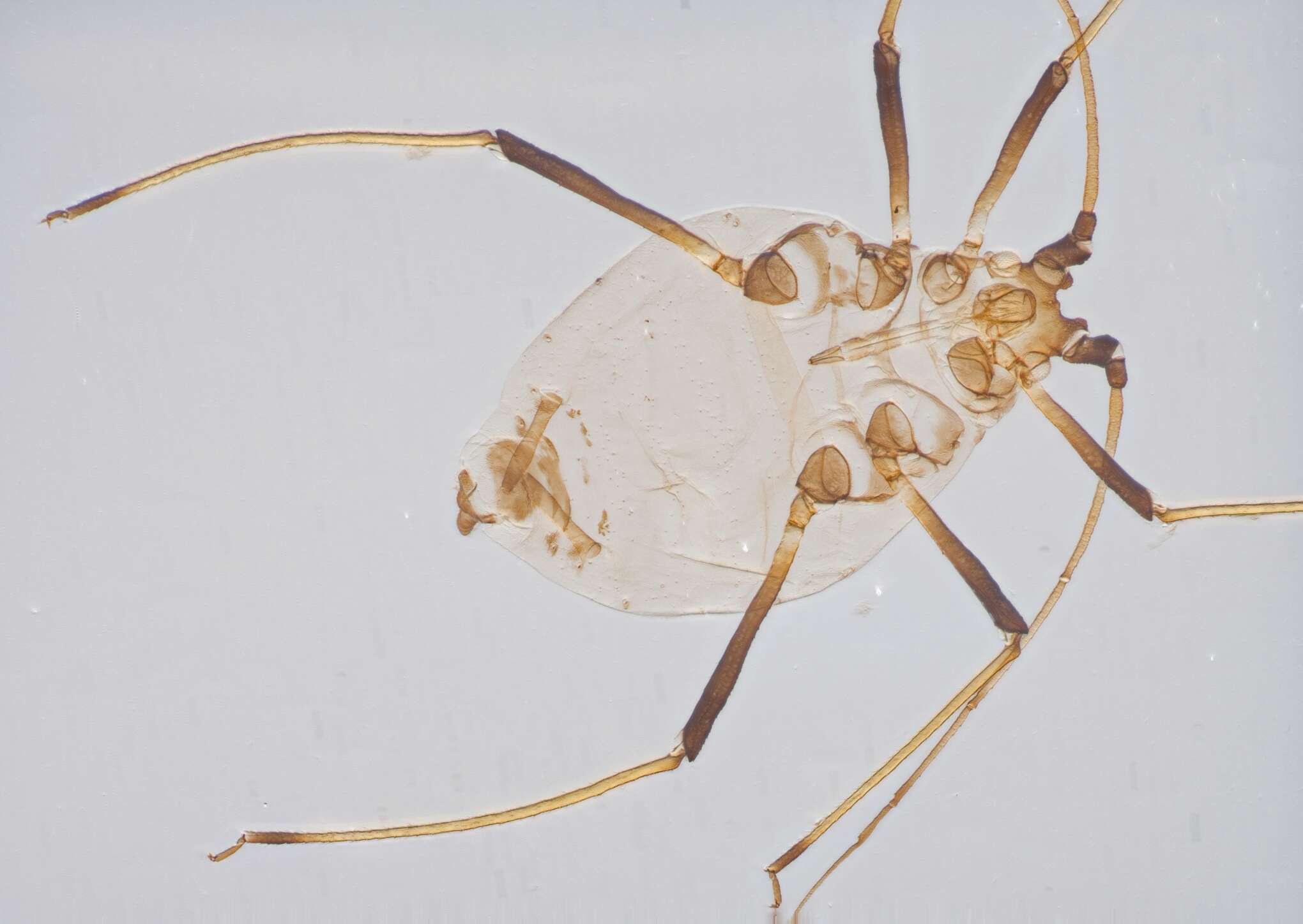 Image of Aphid