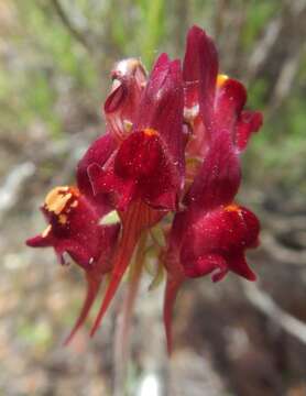 Image of roadside toadflax