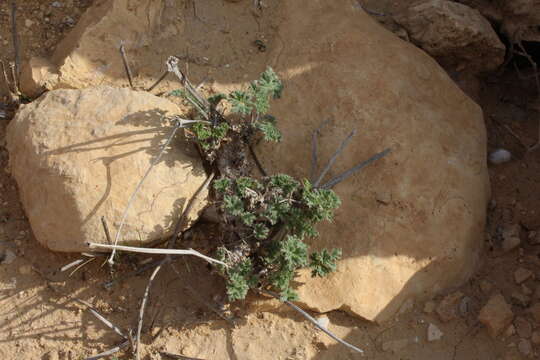 Sivun Erodium crassifolium (Forsk.) L'Hér. kuva