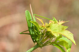 Sivun Tettigonia caudata (Charpentier 1845) kuva