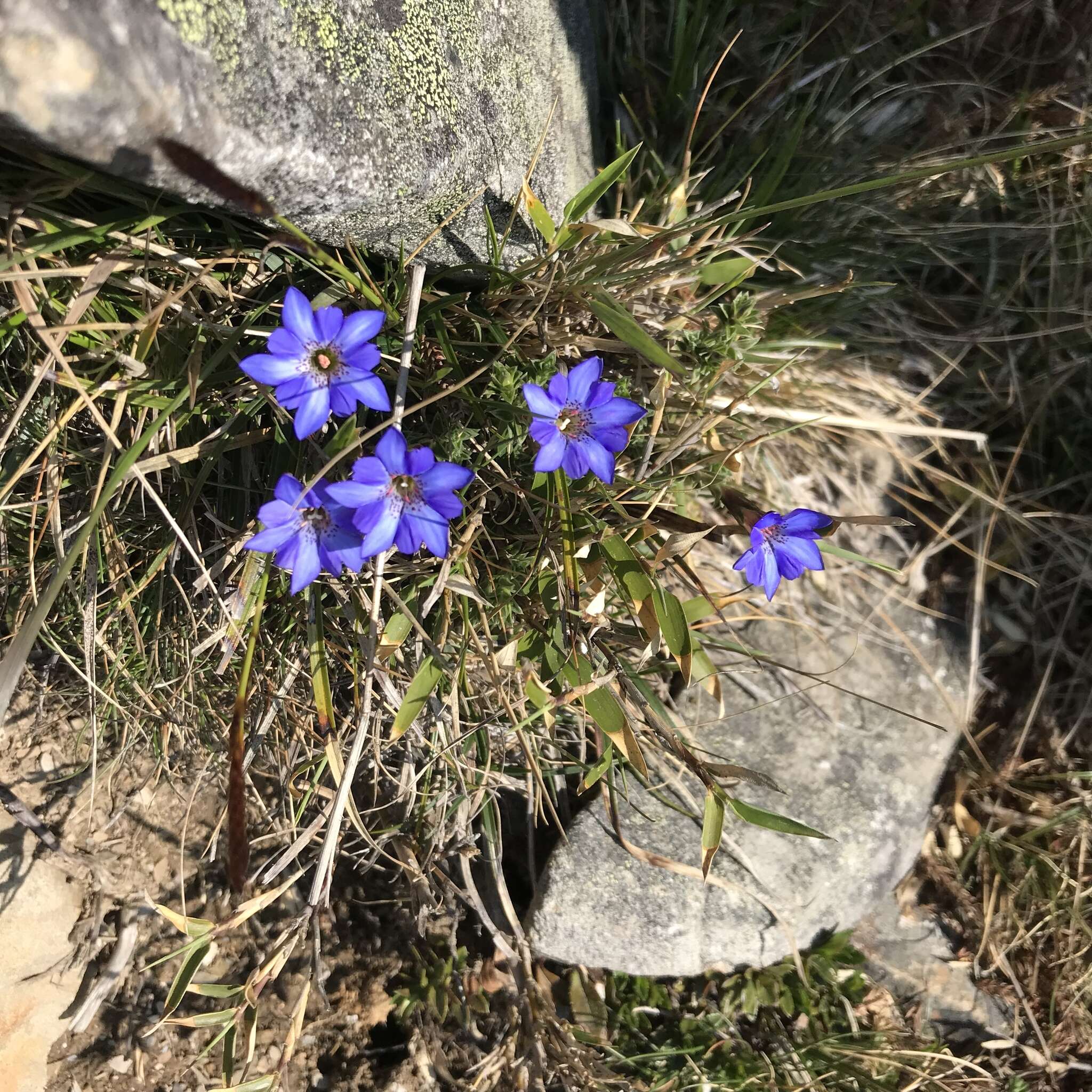 صورة Gentiana arisanensis Hayata