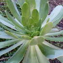 Image of Aeonium appendiculatum A. Banares Baudet