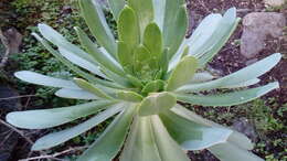 Image of Aeonium appendiculatum A. Banares Baudet