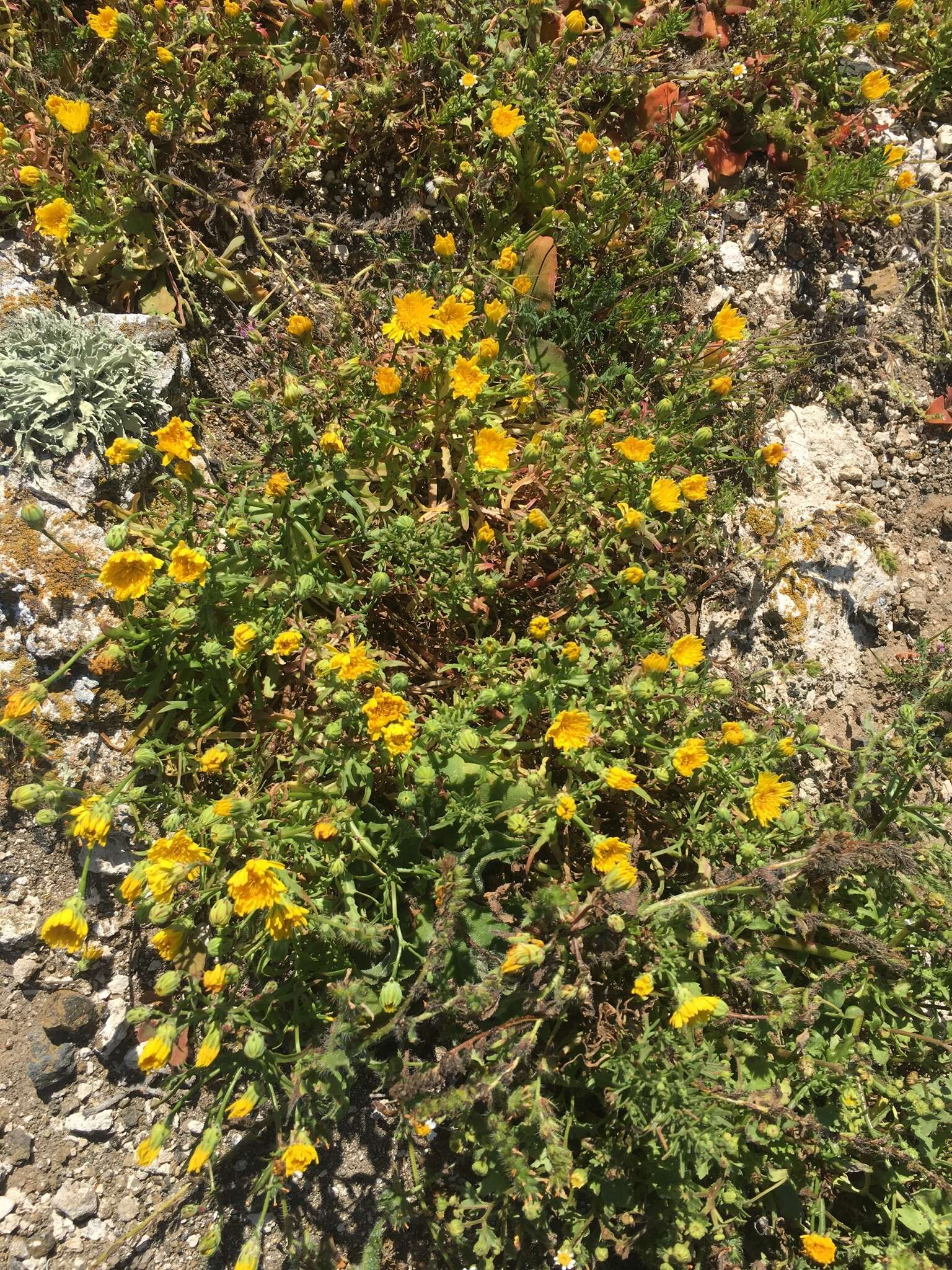 Image of Philbrick's desertdandelion