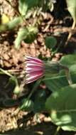 Image of Gerbera viridifolia (DC.) Sch. Bip.