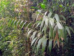 Image of Joinvillea plicata (Hook. fil.) Newell & B. C. Stone