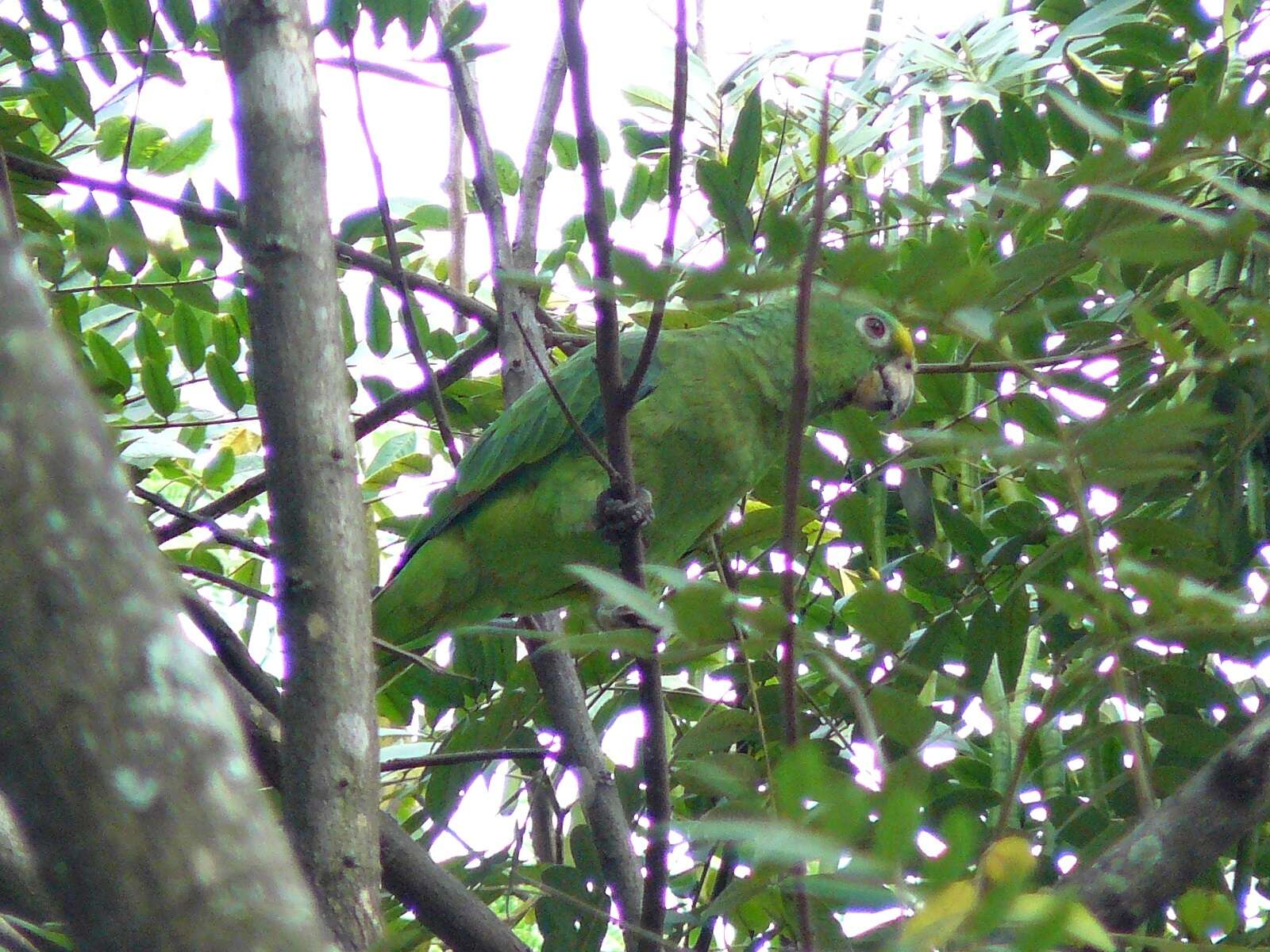 Image of Yellow-crowned Parrot, Yellow-crowned Amazon